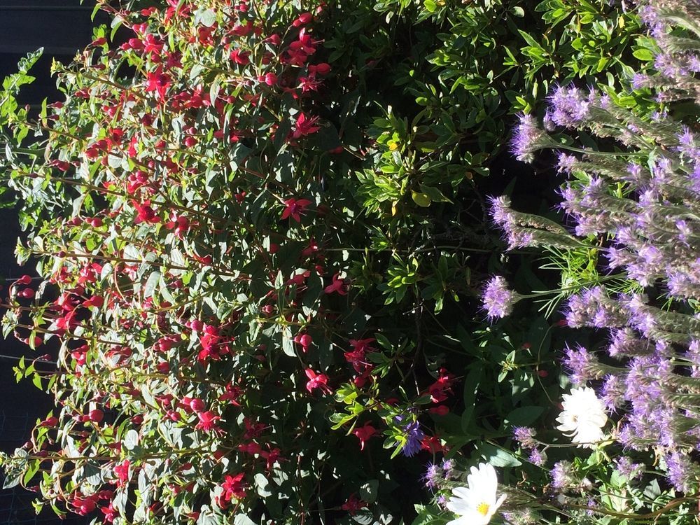 Garden Bed And Breakfast Christchurch Exterior foto